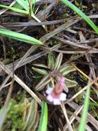 Image of Pinguicula lusitanica L.