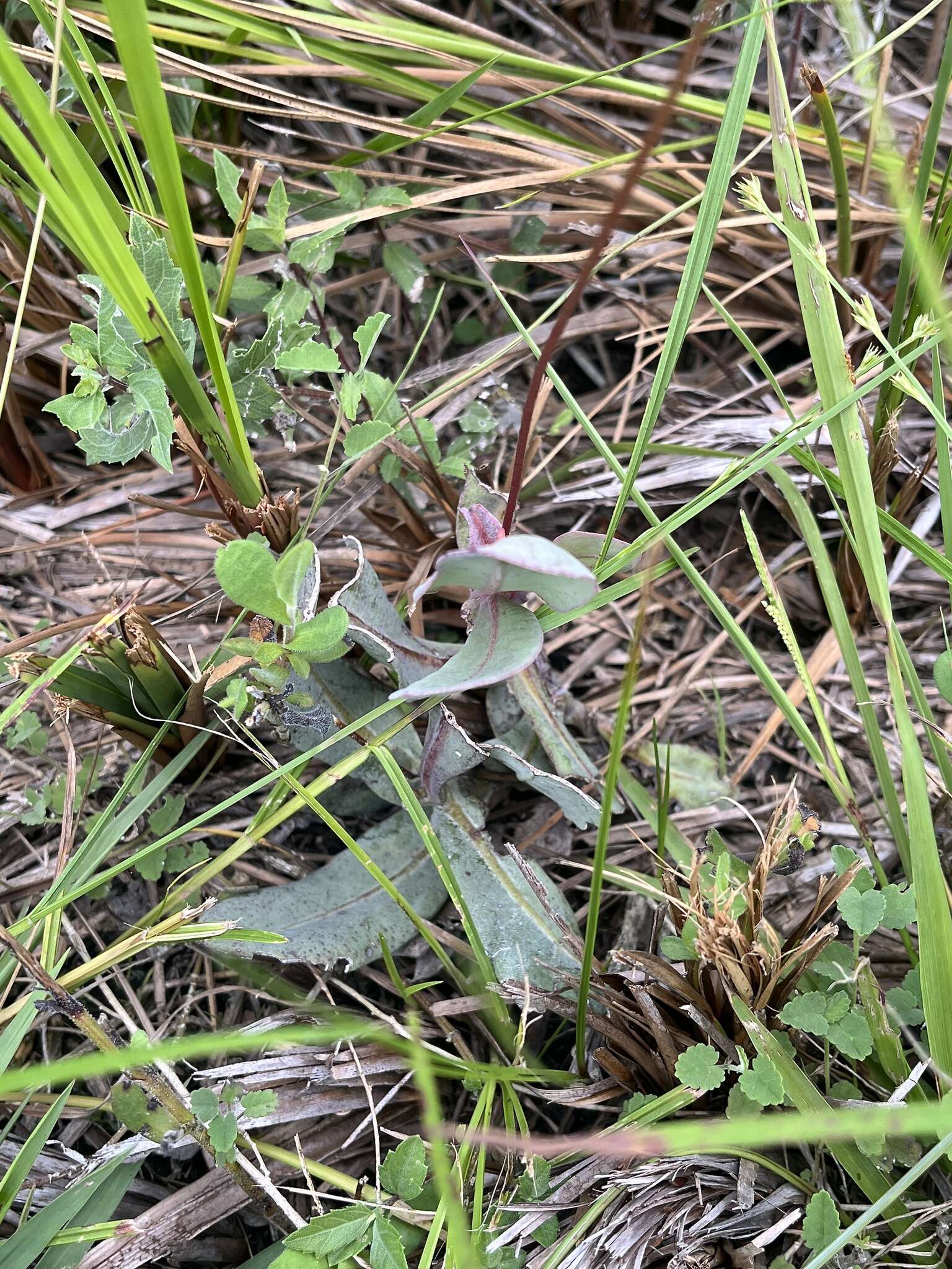 Image of limewater brookweed