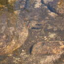 Image of Berg River Redfin