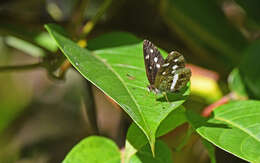 Image of Janatella fellula Schaus 1902