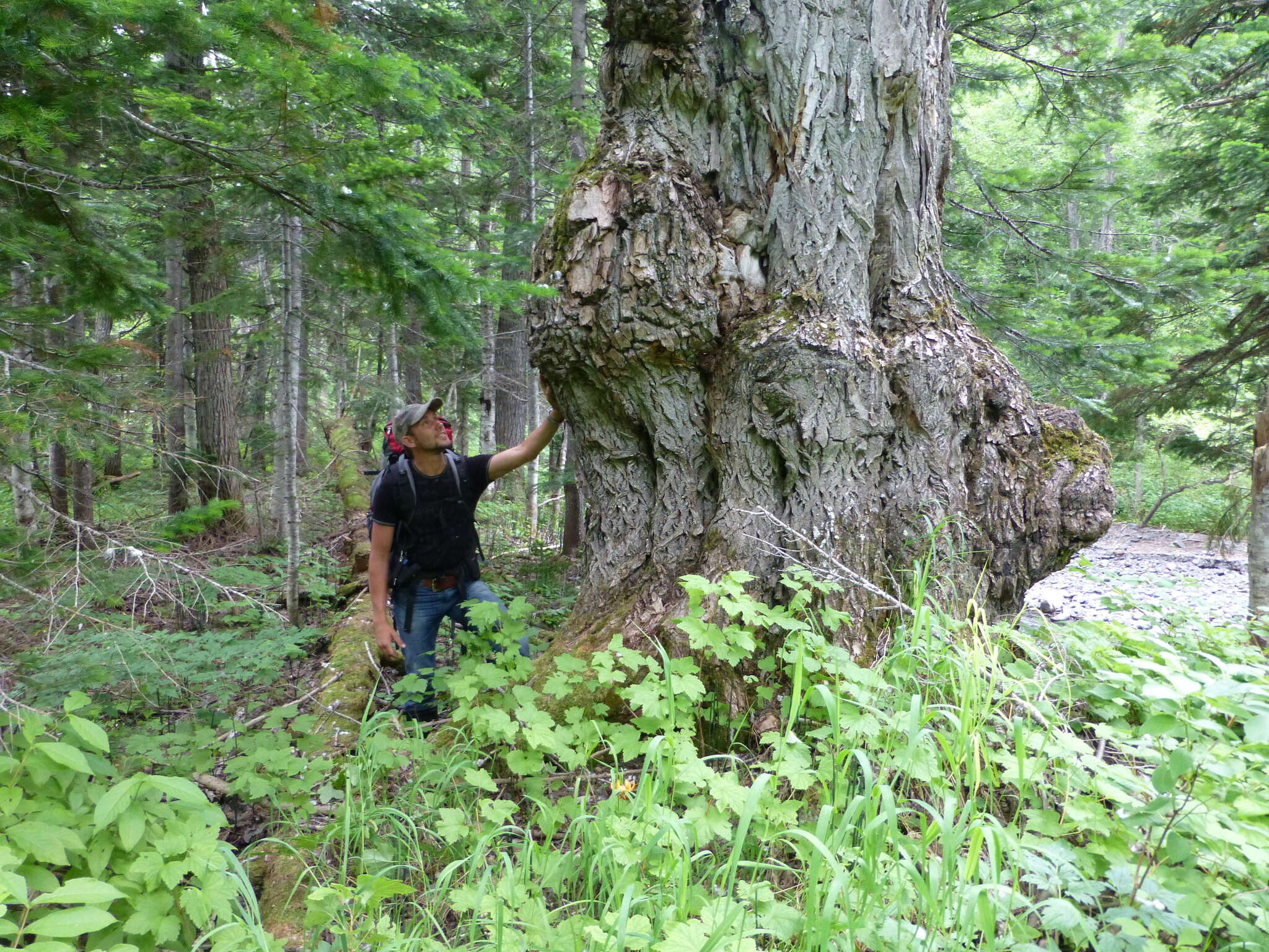 Image of Japanese poplar