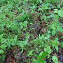 Imagem de Valerianella chenopodiifolia (Pursh) DC.