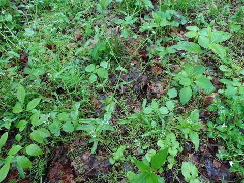 Imagem de Valerianella chenopodiifolia (Pursh) DC.