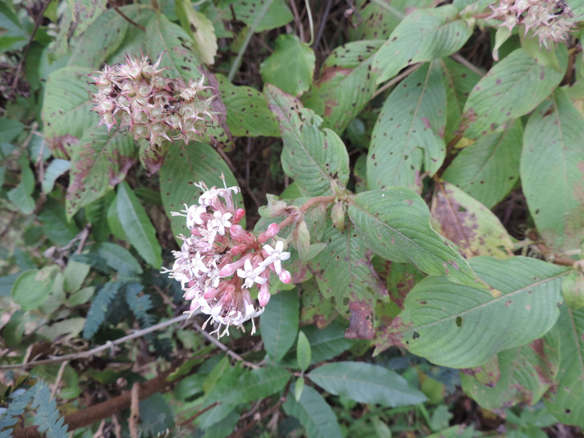 صورة Phyllopentas schimperi (Hochst.)