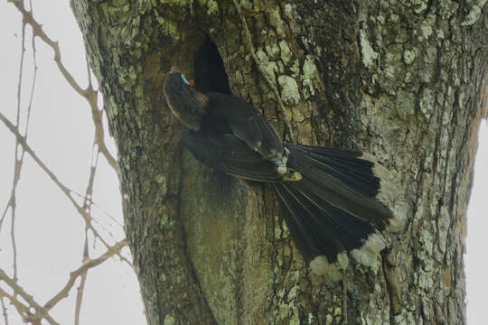 Image of Austen's Brwon Hornbill