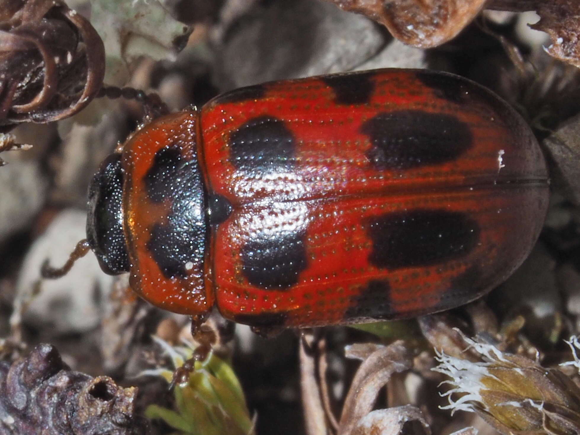 Image of Gonioctena linnaeana (Schrank 1781)