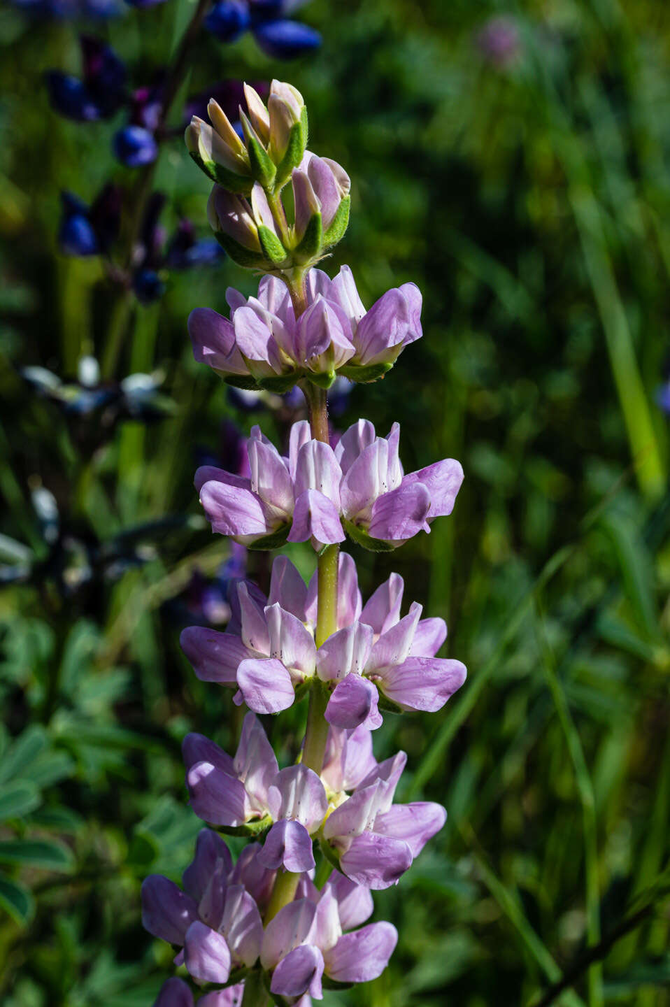 Image of <i>Lupinus <i>microcarpus</i></i> var. microcarpus