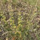 Image of Pimelea curviflora var. sericea Benth.