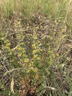 Image of Pimelea curviflora var. sericea Benth.