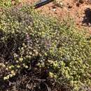 Image of Drosanthemum curtophyllum L. Bol.