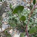 Chenopodium acuminatum Willd.的圖片