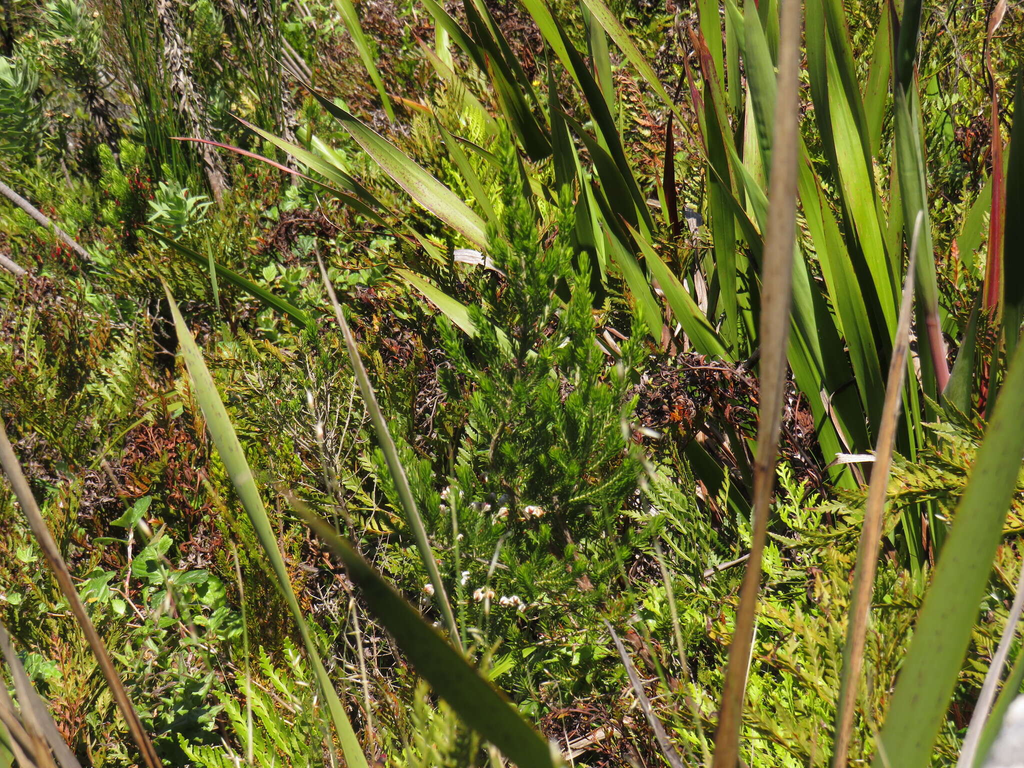 Image of Erica triflora var. triflora