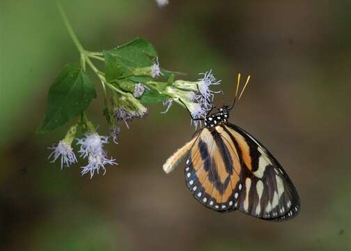 Image of Tiger Mimic-Queen