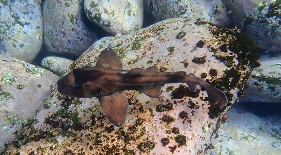 Image of Crested Bullhead Shark