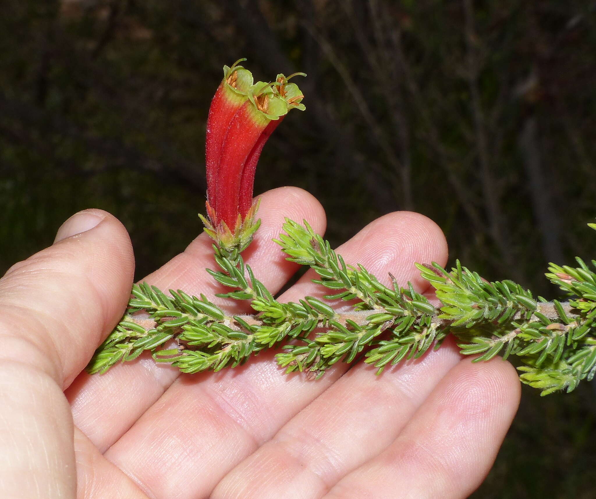 Image of Erica unicolor Wendl.