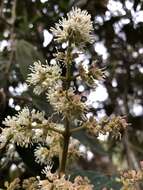 Image de Miconia biappendiculata (Naud.) Uribe