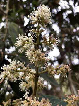 Image of Miconia biappendiculata (Naud.) Uribe