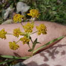 Image of crowfoot-leaved hare's-ear