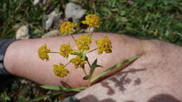 Sivun Bupleurum ranunculoides L. kuva