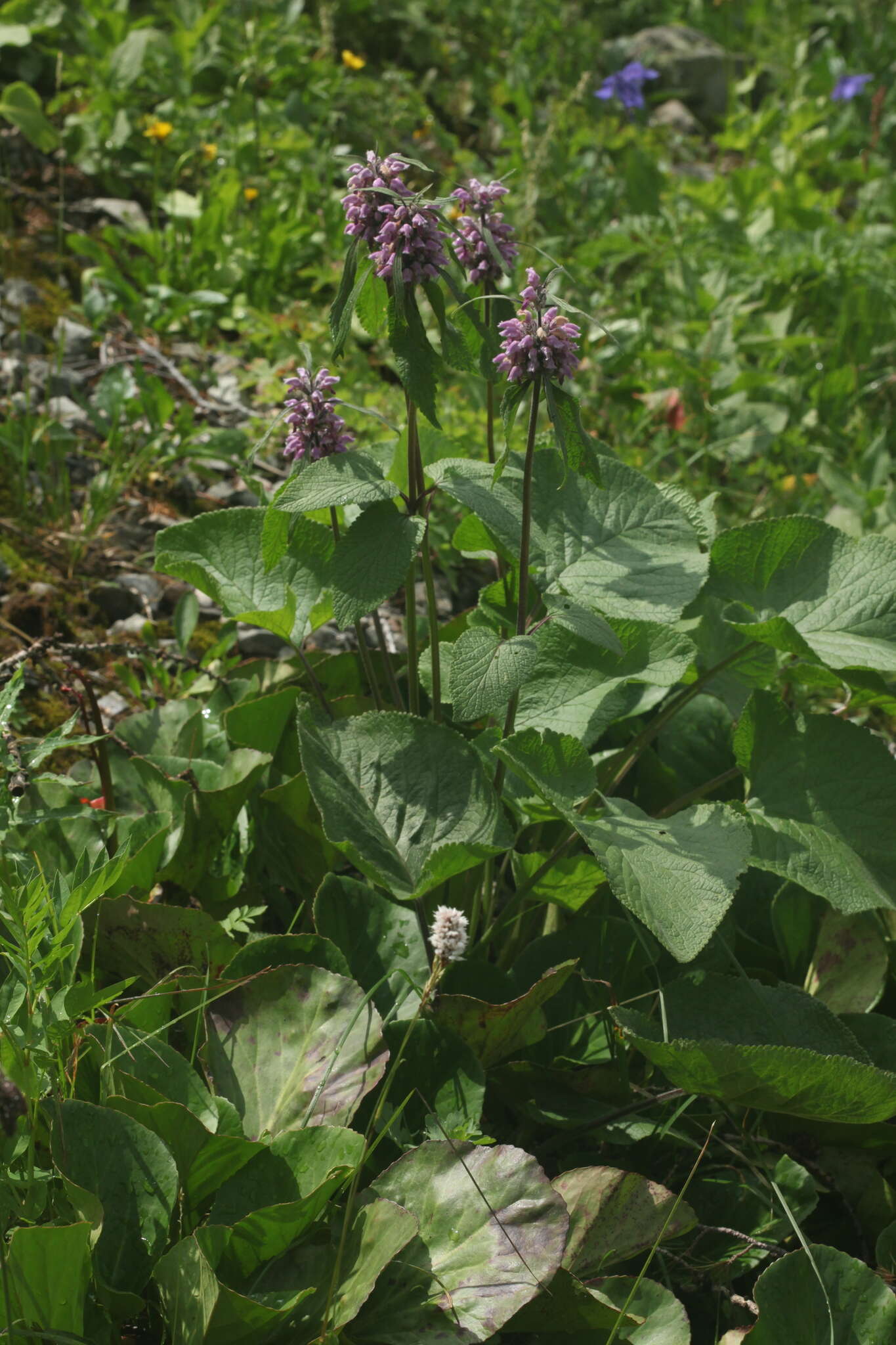 Image of Phlomoides alpina (Pall.) Adylov, Kamelin & Makhm.