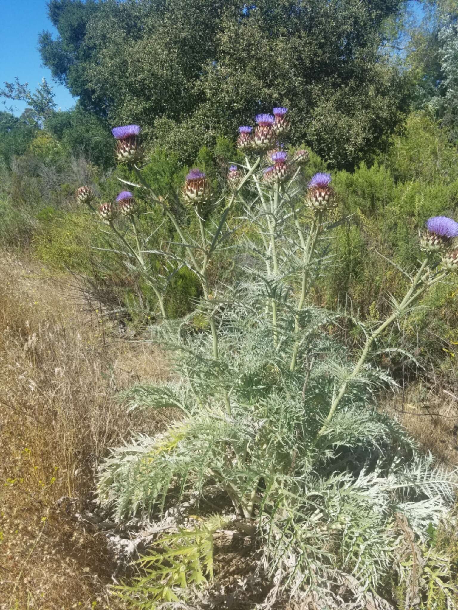 Image of cardoon