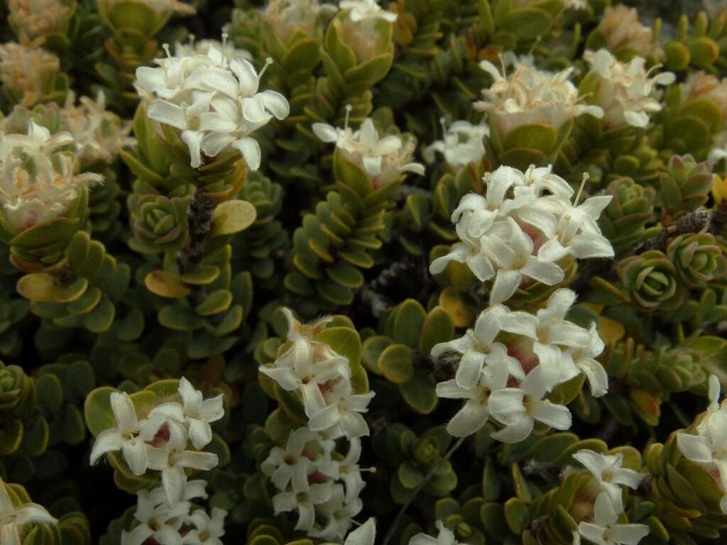 Image of Pimelea traversii subsp. exedra C. J. Burrows