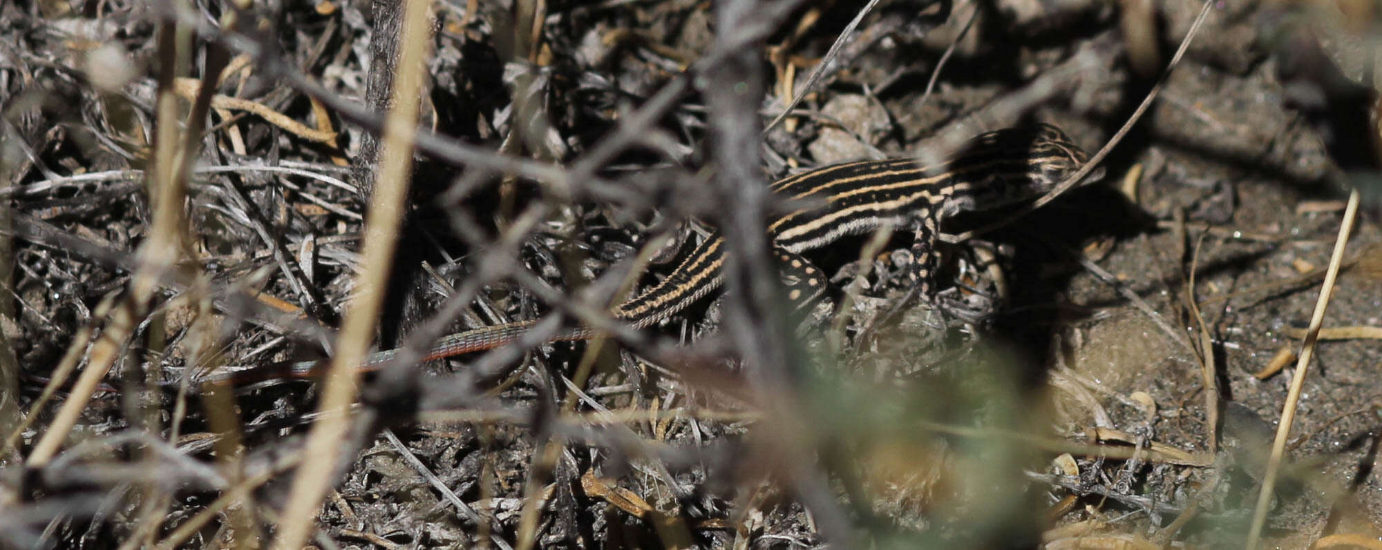 Image of Spiny-footed Lizard