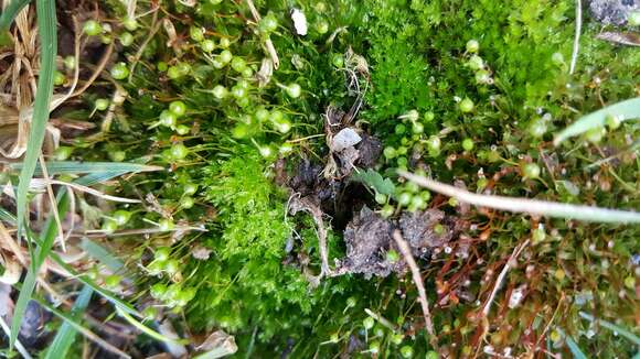 Image of physcomitrium moss