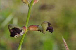 Macroptilium atropurpureum (DC.) Urb. resmi