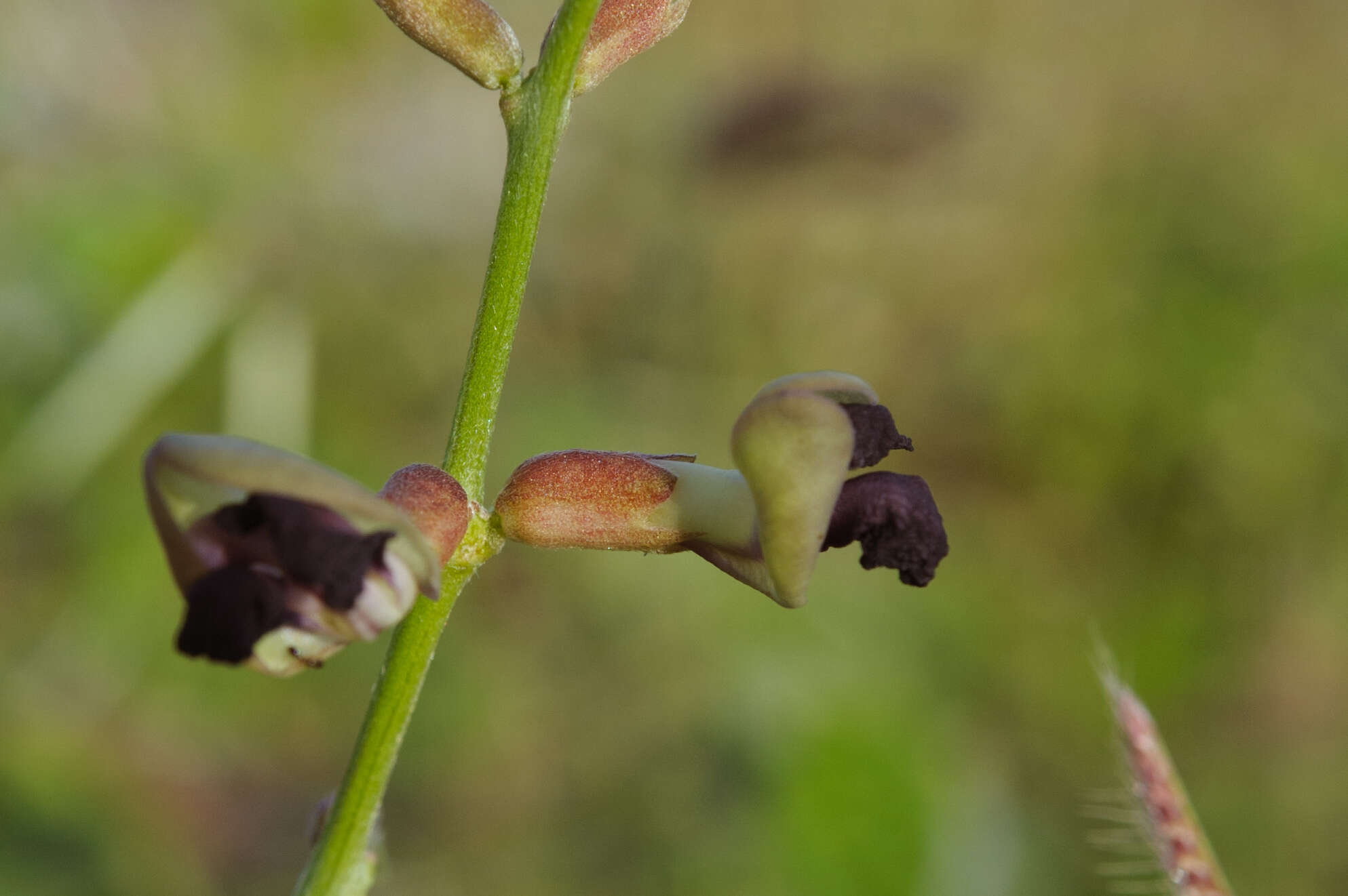 Macroptilium atropurpureum (DC.) Urb. resmi