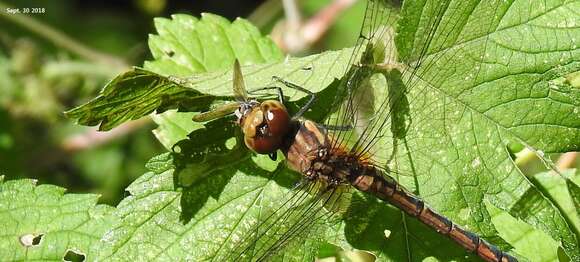 Image of Sympetrum infuscatum (Selys 1883)