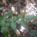 Image of Pellaea angulosa (Bory ex Willd.) Bak.