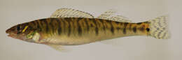 Image of Chesapeake Logperch