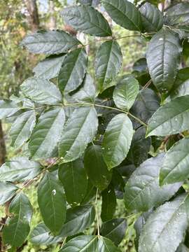 Image de Staphylea occidentalis subsp. occidentalis