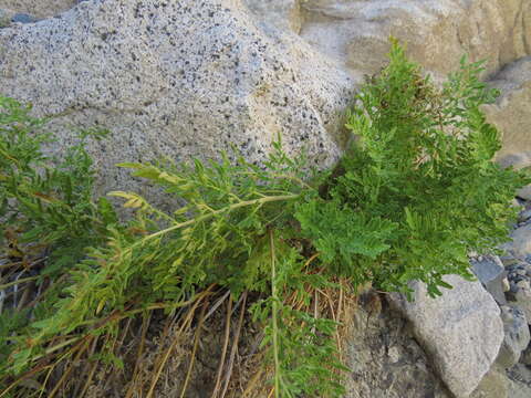 Sivun Cryptogramma fumariifolia (Phil. ex Bak.) Christ kuva