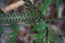 Image of East Indian hollyfern