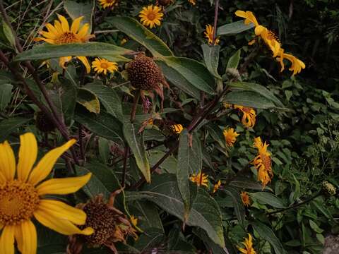 صورة Tithonia longiradiata (Bertol.) Blake