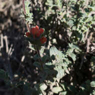 Image of Monterey Indian paintbrush