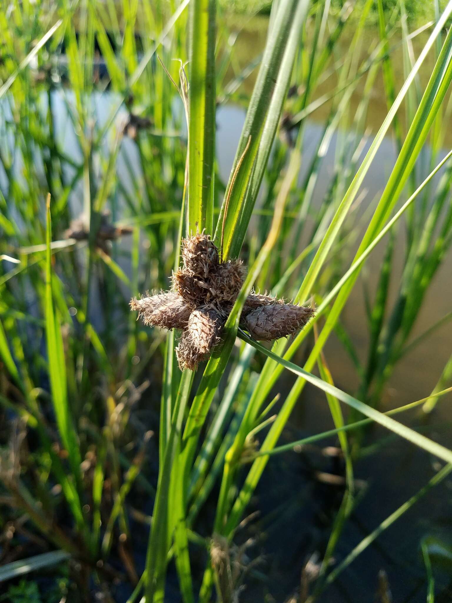 Imagem de Bolboschoenus maritimus (L.) Palla