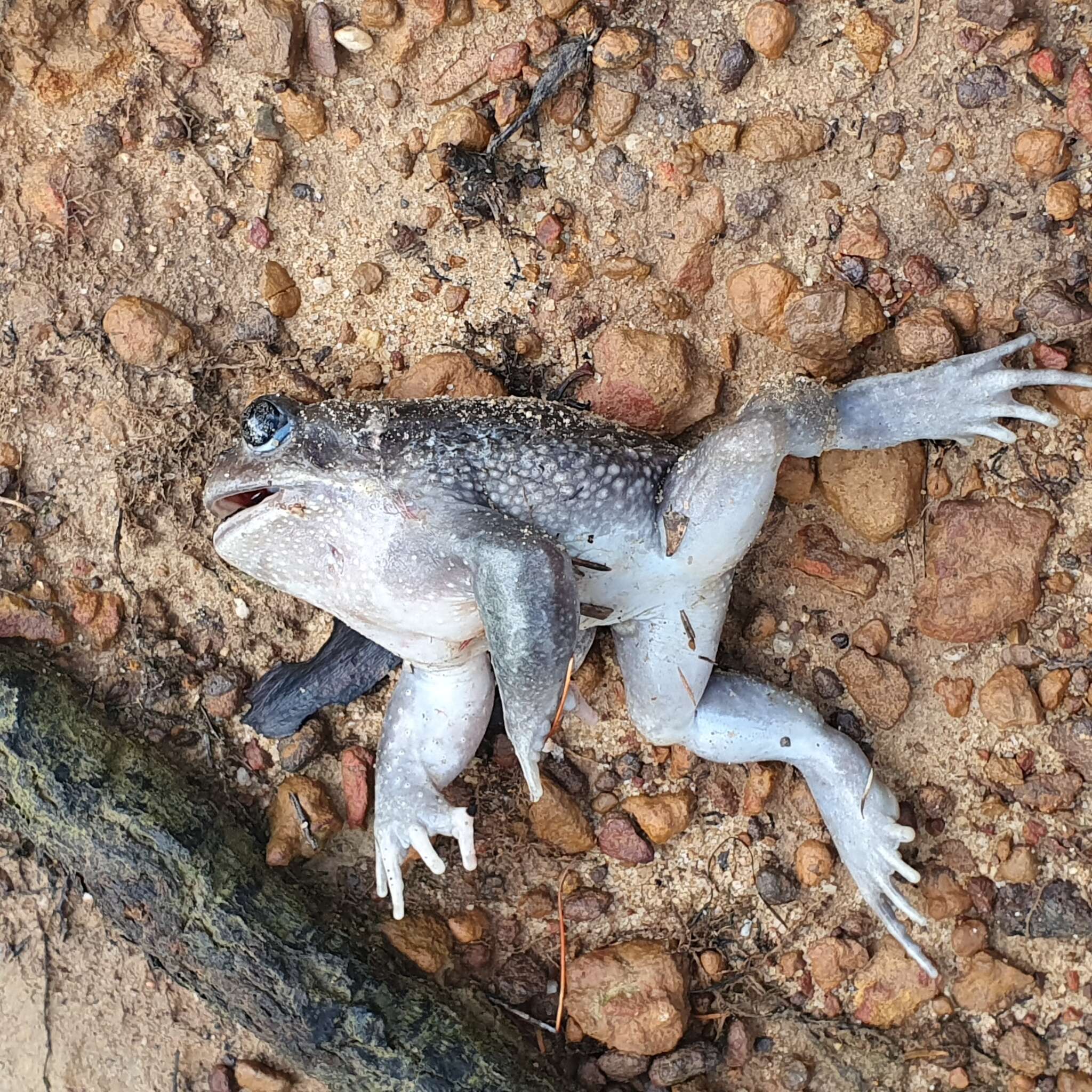 Image of Eastern Owl Frog