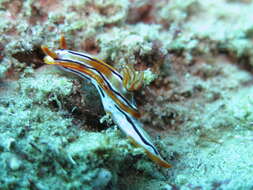 Image of Hypselodoris regina Ev. Marcus & Er. Marcus 1970