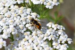 Image of Eristalis brousii Williston 1882