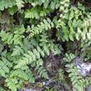 Image of creeping maiden fern