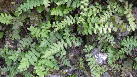 Image of creeping maiden fern