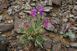 Image of debris milkvetch