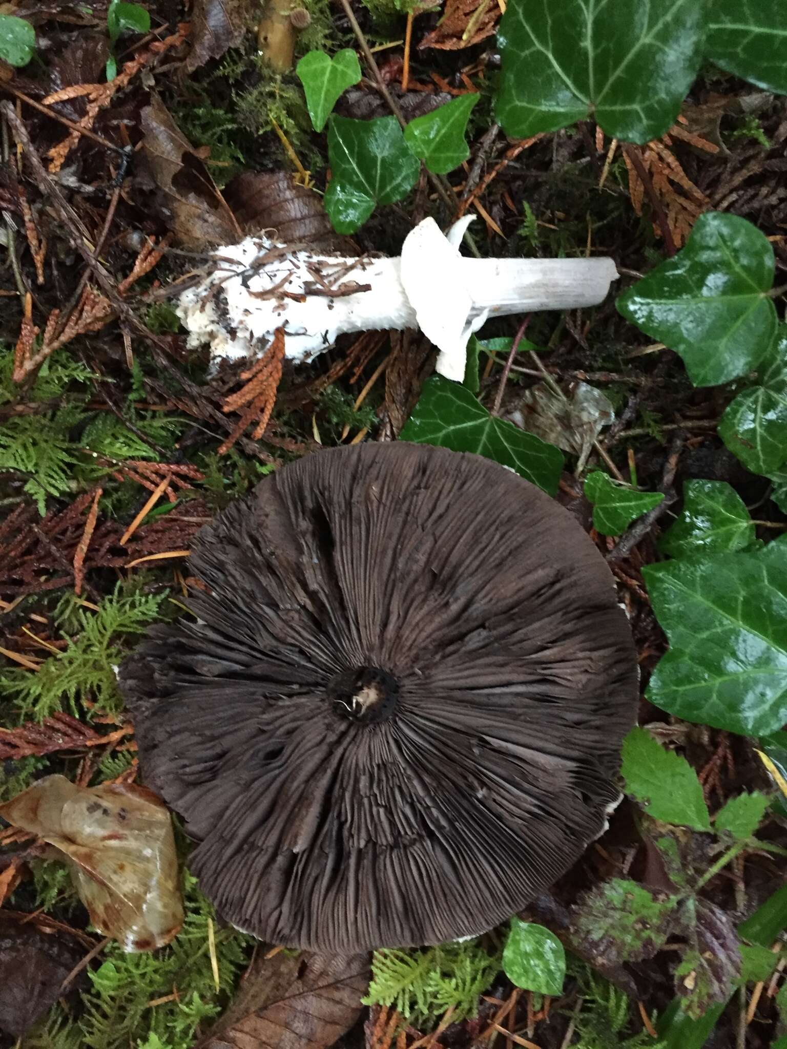 Plancia ëd Agaricus subrutilescens (Kauffman) Hotson & D. E. Stuntz 1938