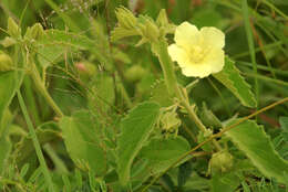 Sivun Pavonia elegans Garcke kuva