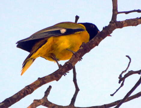 Image of African Black-headed Oriole