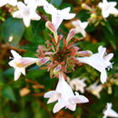 Image of <i>Abelia grandiflora</i>