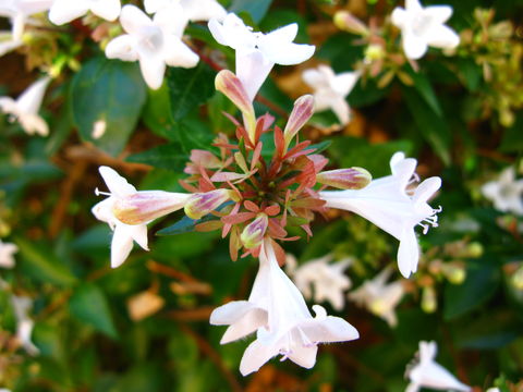 Image of <i>Abelia grandiflora</i>